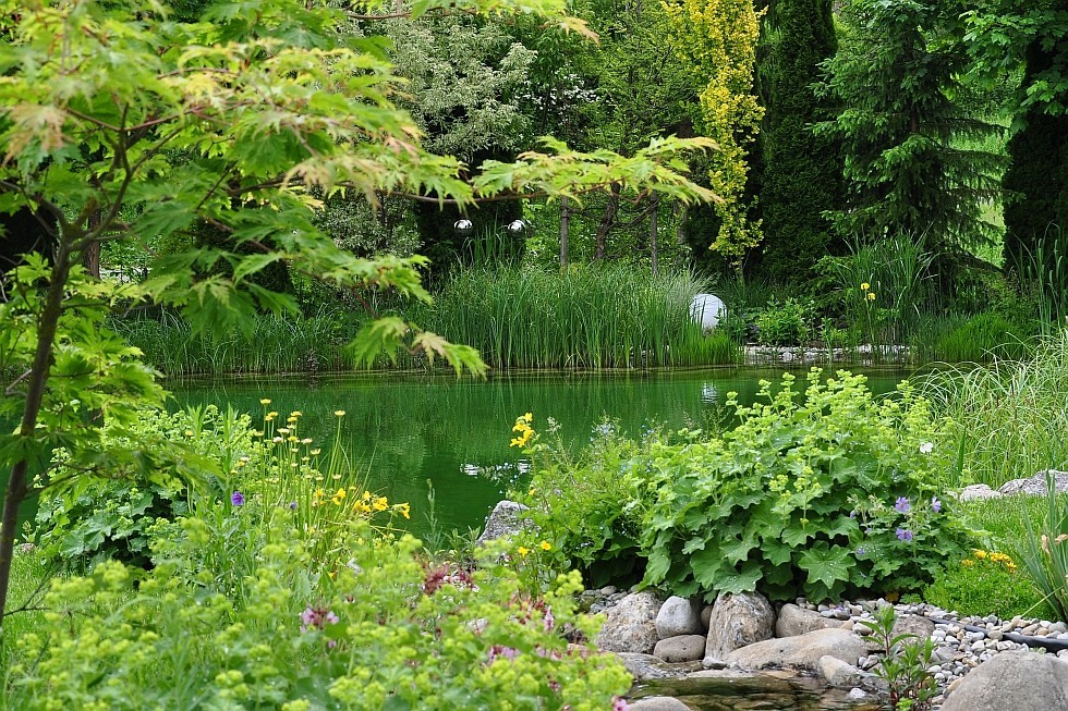 baignade ecologique avec un ruisseau serpentant dans le jardin
