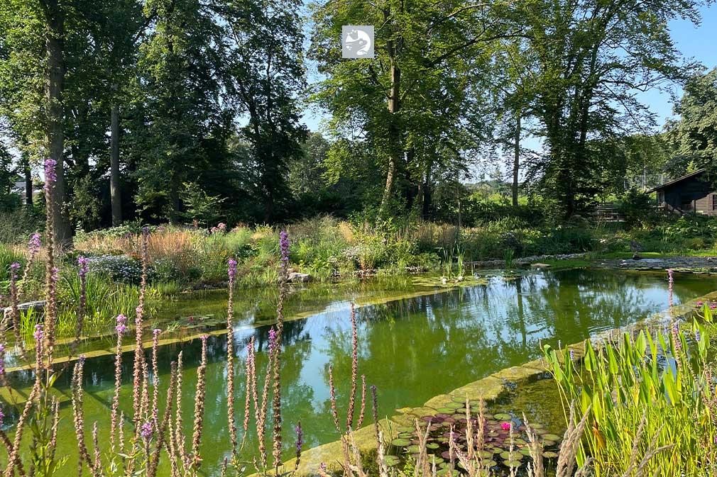 Bassin de baignade Biotop naturel avec vegetation riveraine luxuriante