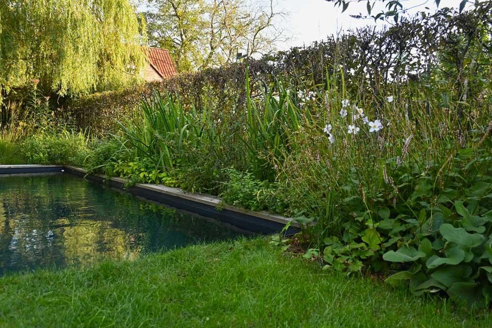 Détail d’une piscine naturelle avec végétation abondante au bord du bassin