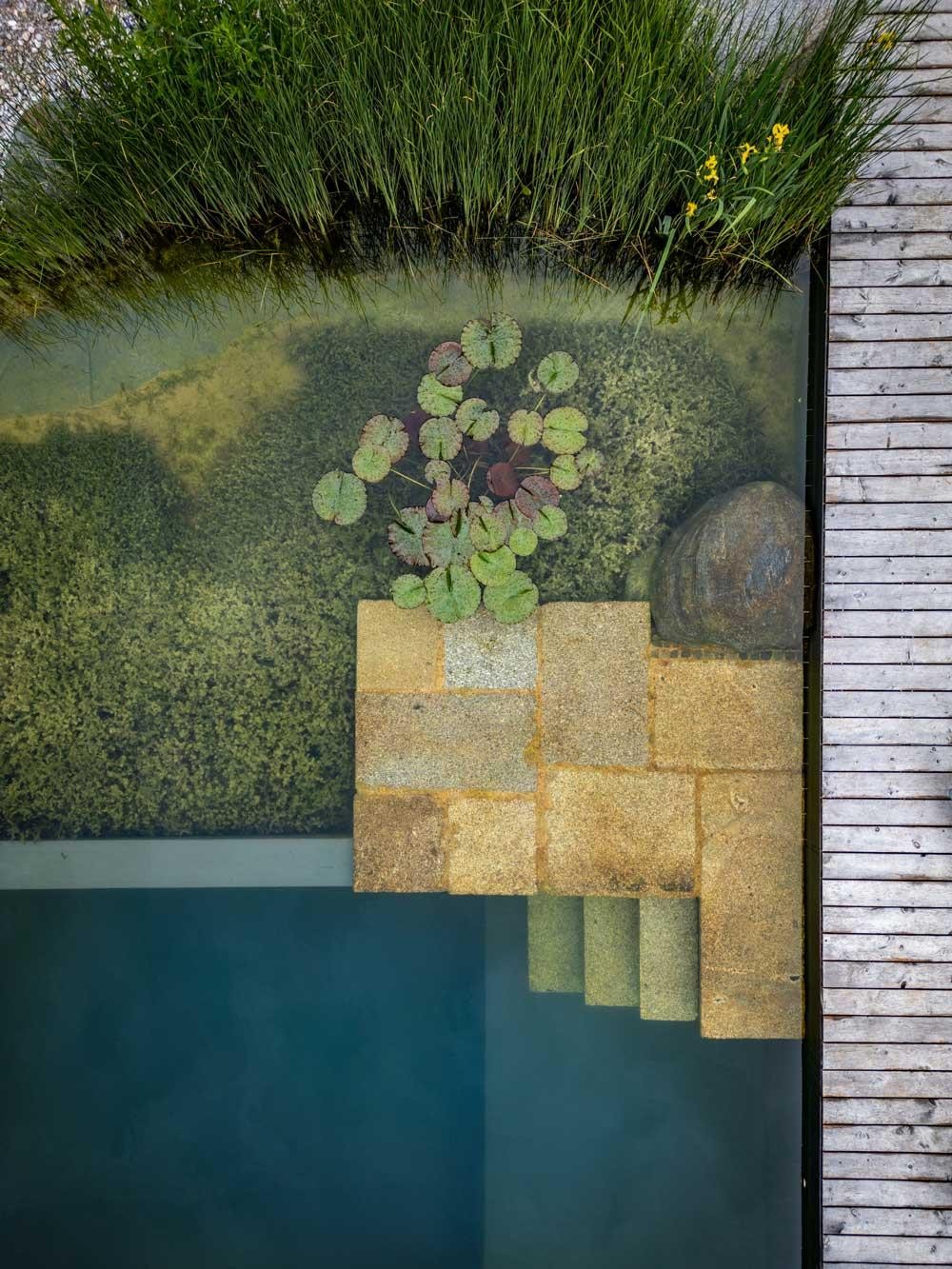 Détail d’une piscine naturelle avec nénuphars et zone de régénération