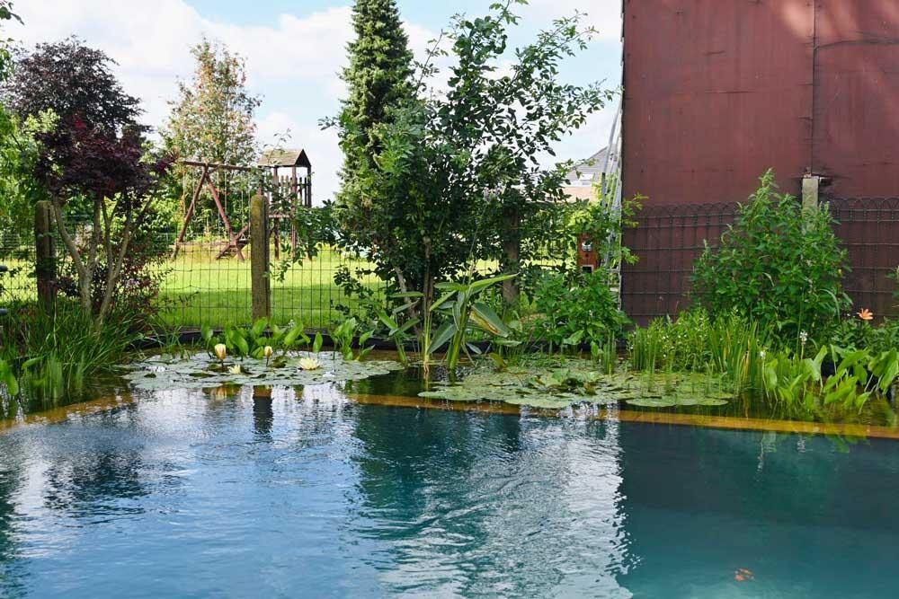Étang de baignade avec nénuphars, plantes de berge et zone filtrante