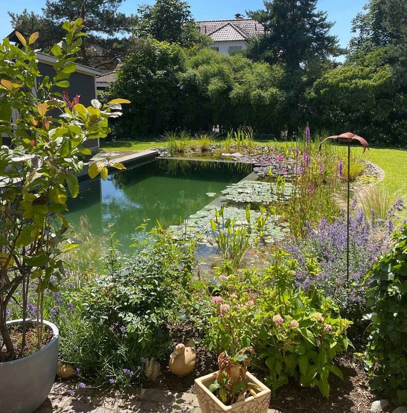 Etang de baignade naturel dans le jardin de la maison avec nenuphars et rive courbee