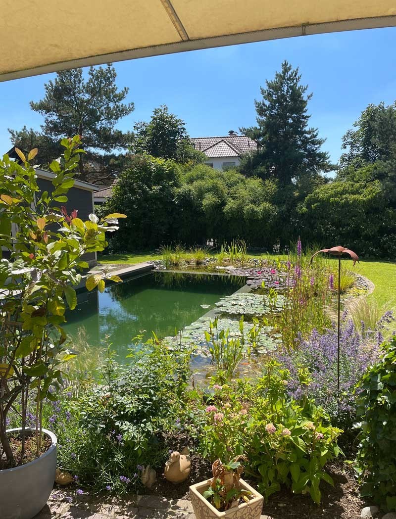 Etang de baignade naturel dans le jardin de la maison avec nenuphars et rive courbee