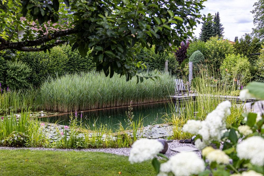 Étang de baignade naturel avec roseaux et jardin luxuriant