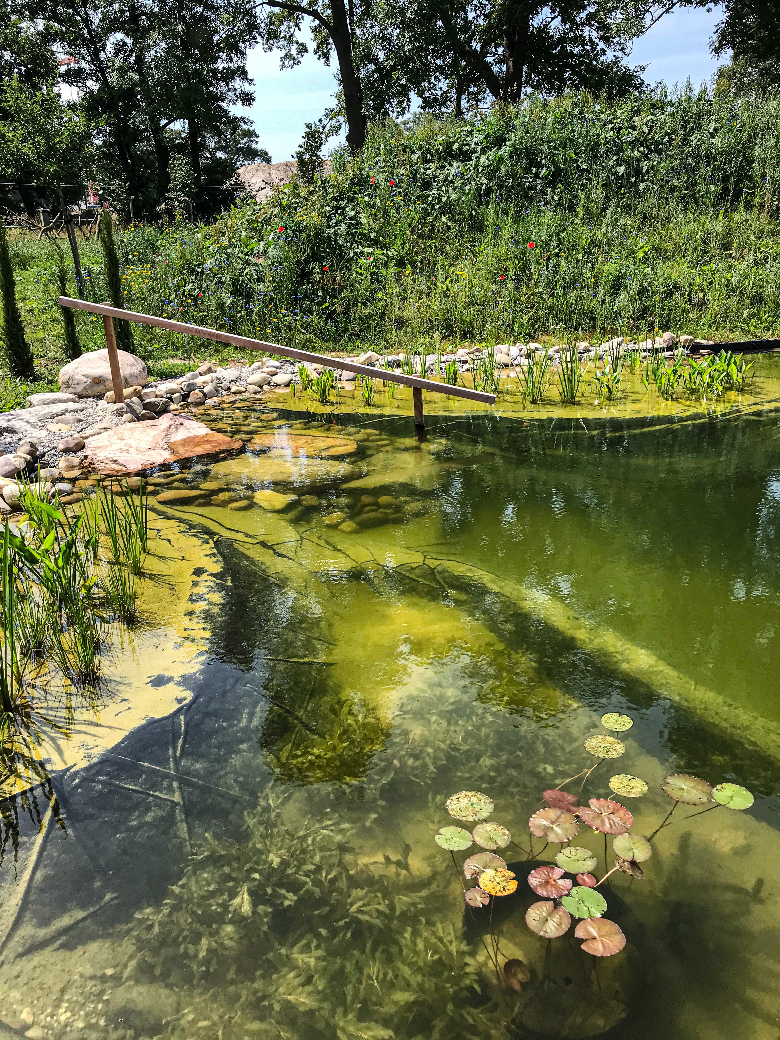 natural-swimming-pond-barchem-NL_4