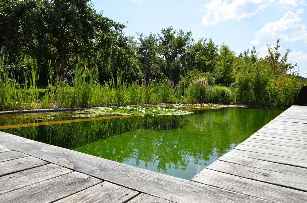 Naturnaher Schwimmteich mit Wasserpflanzen und Holzdeck