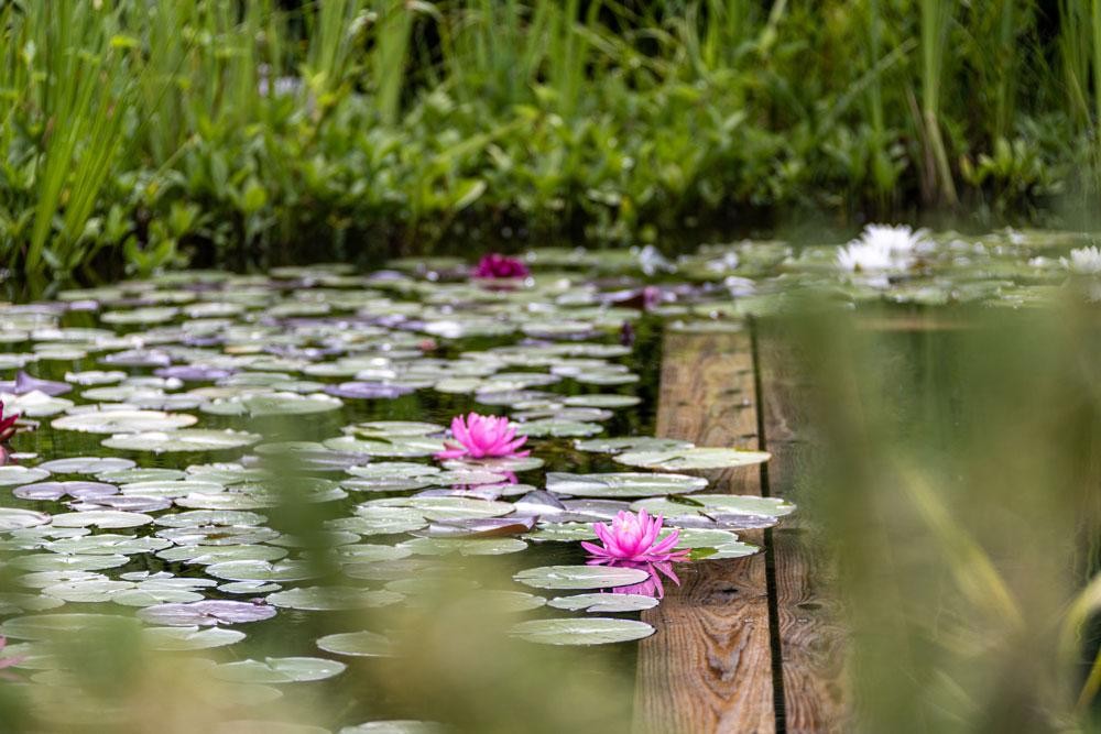 Nénuphars dans une piscine naturelle avec bord en bois et plantes aquatiques