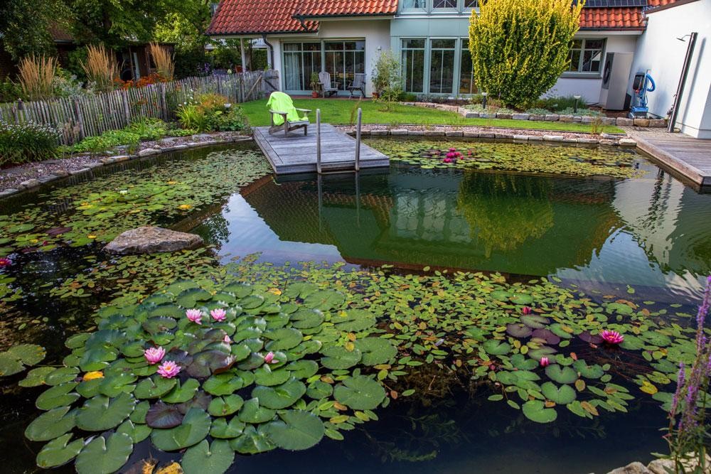 Piscine naturelle avec nenuphars ponton en bois et jardin pres de la maison