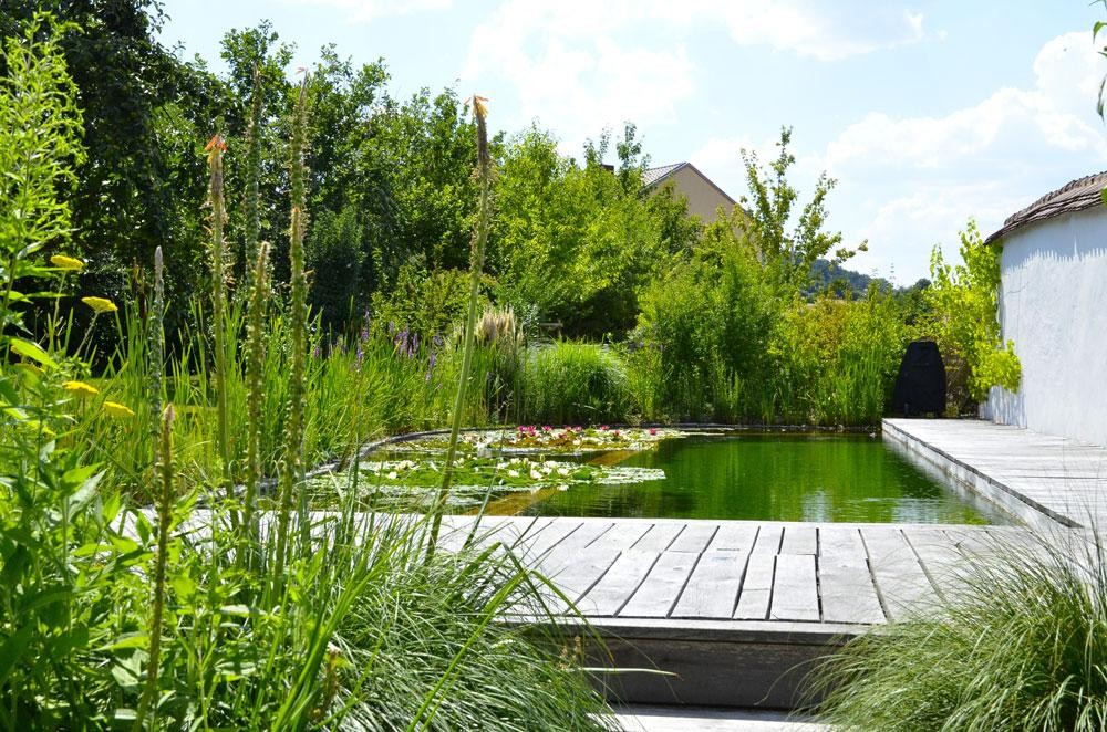 Schwimmteich mit Holzdeck und dichter Pflanzenzone am Wasser