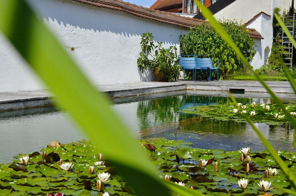 Schwimmteich mit Seerosen vor weisser Gartenmauer und blauer Bank